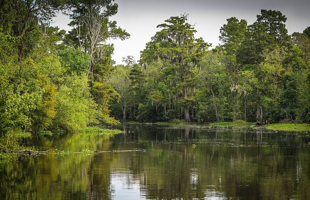 New Orleans Swamp Tour - Part of Your 3 Day New Orleans Itinerary